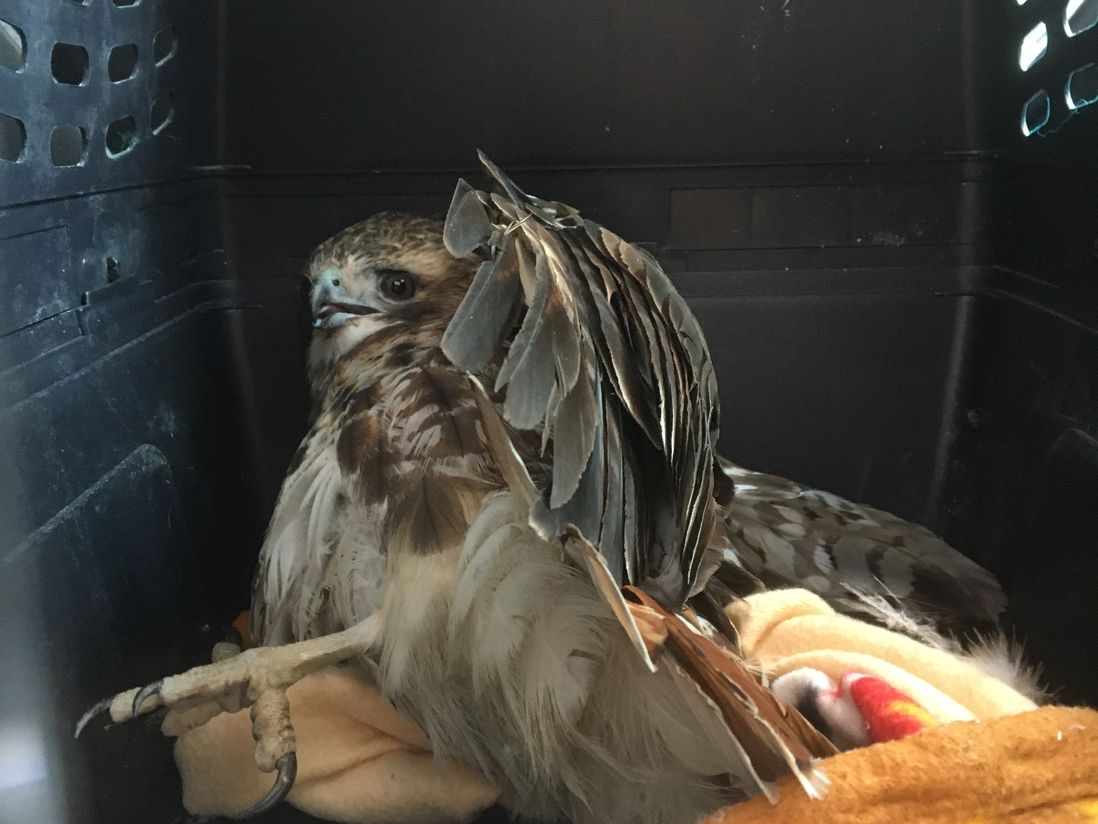 Blair the hawk inside the crate